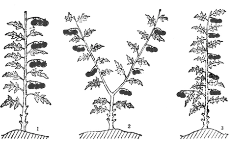 番茄整枝方式有哪些露地栽培怎样进行整枝调整