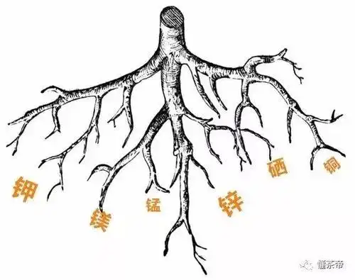 茶树简笔画茶树简笔画彩色