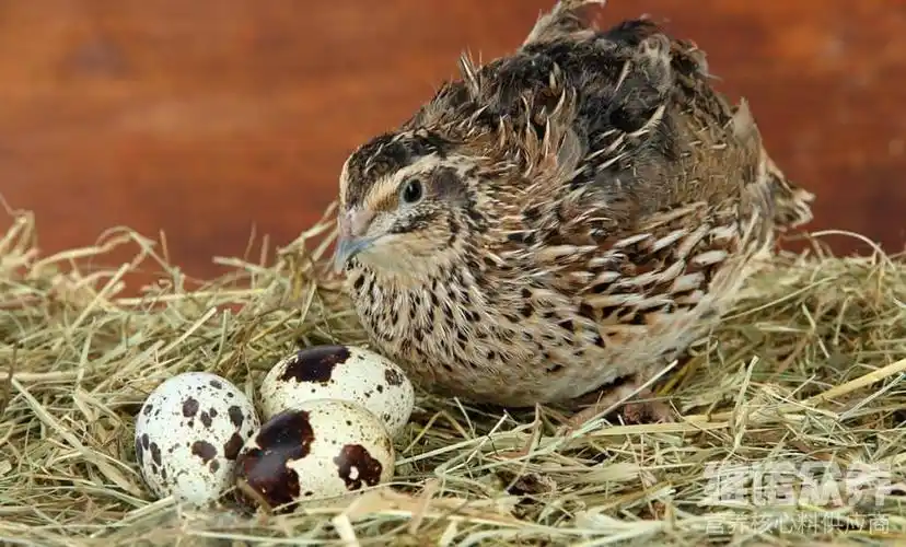 养鹌鹑吃什么粮食,自制低成本鹌鹑饲料配方