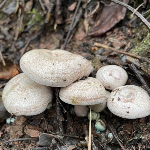 乌枞菌新鲜野生菌蘑菇寒菌重阳菌松茸蕈雁鹅菌松树菌松乳菇枞树菇