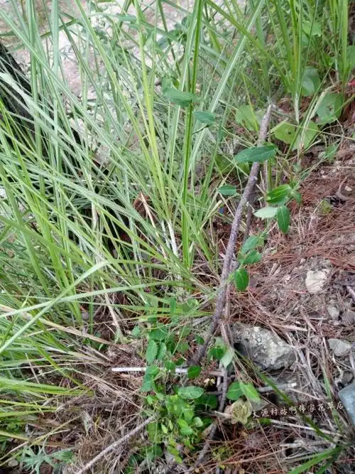 中药材野生三十六荡 娃儿藤 三十六根 双飞蝴蝶 白龙须250克包邮