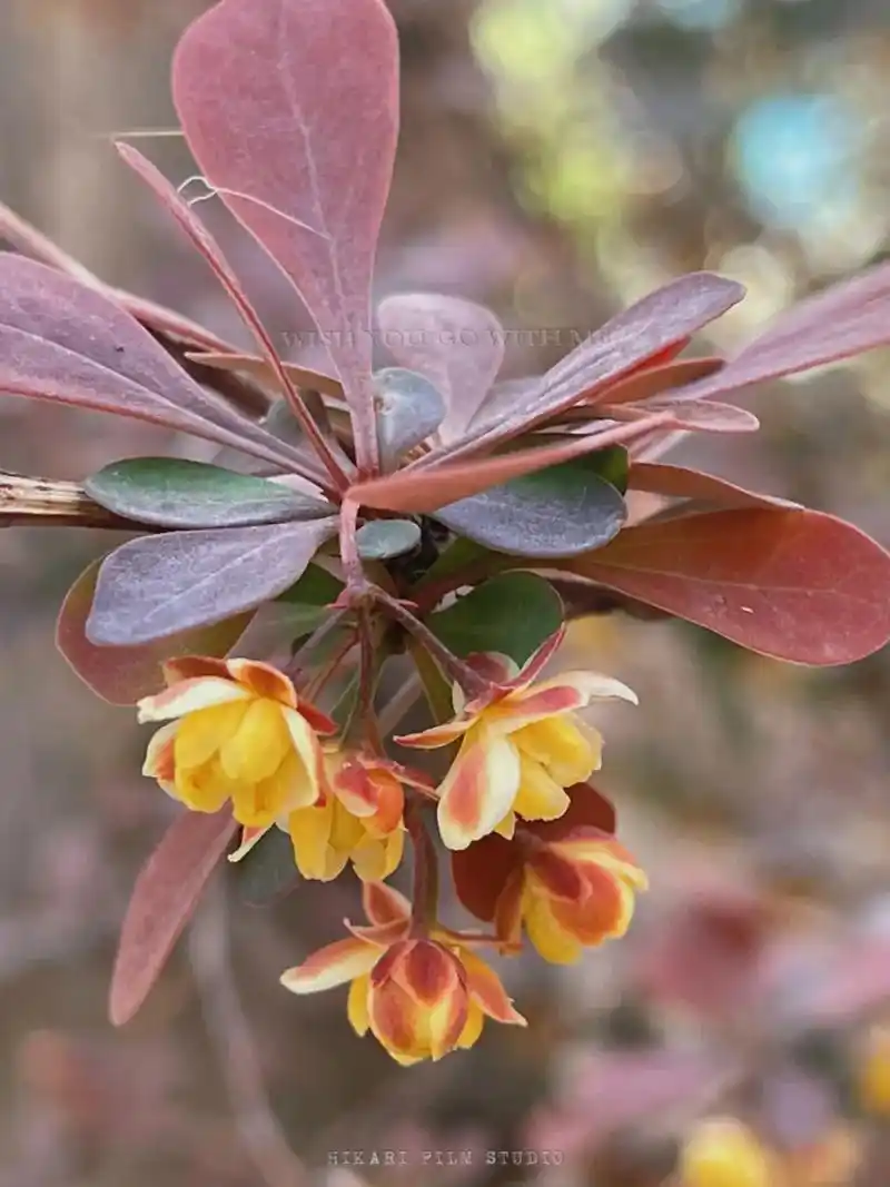 定格春天 图1名为小檗,第一次注意到它的时候是它的紫红色的叶 - 抖音