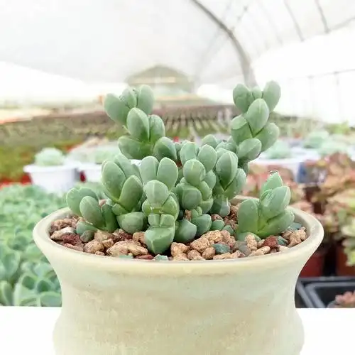 多肉多姿园艺鹿角海棠熏波植物绿植盆栽花卉多肉植物