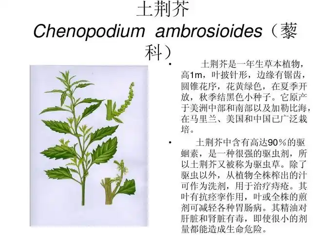 土荆芥 chenopodium ambrosioides(藜 科) 土荆芥是一年生草本植物