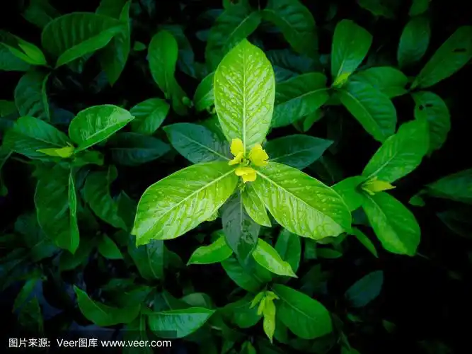 雨后栀子的新叶