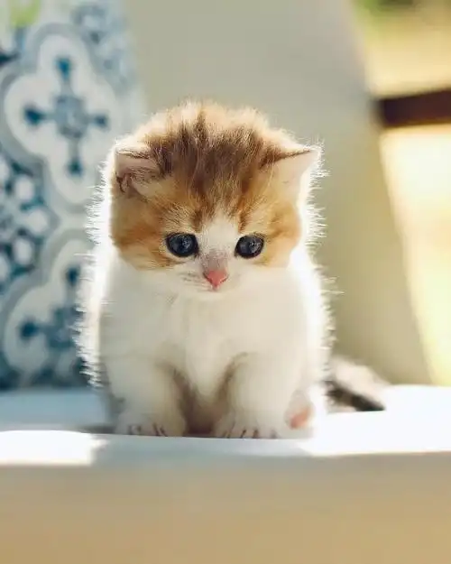 一组非常治愈的金白毛色小猫咪图片