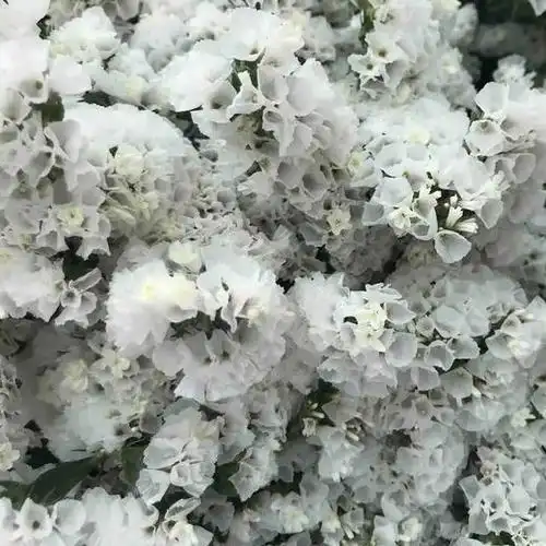 白色勿忘我10枝一扎