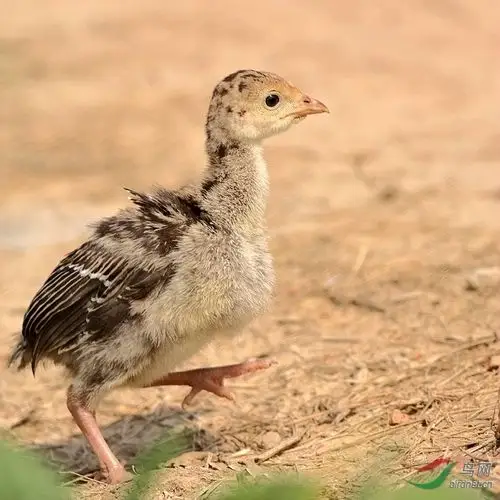 一只活泼可爱的火鸡宝宝儿