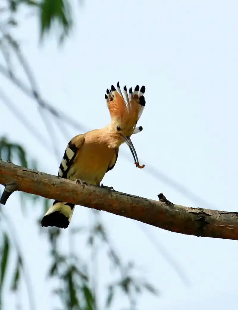 戴胜鸟求爱#野生鸟类摄影  - 抖音
