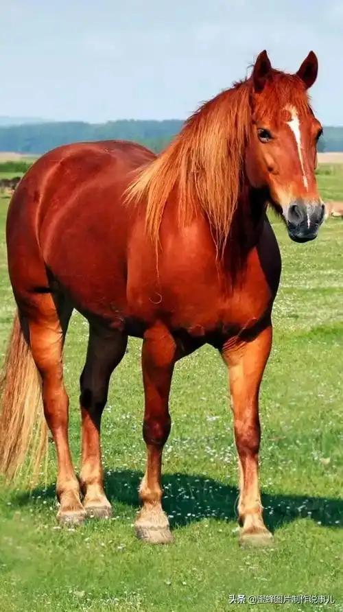 壁纸美图,祝您2022年马到成功