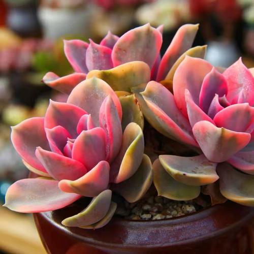彩虹多肉植物组合盆栽超萌肉肉粉色系列老桩多头云南贵货多肉组合