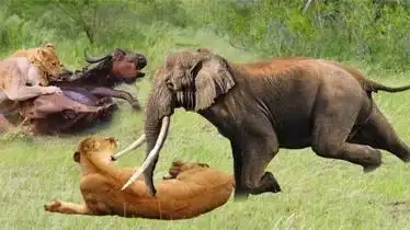 狮子大战大象真是地表最强战斗