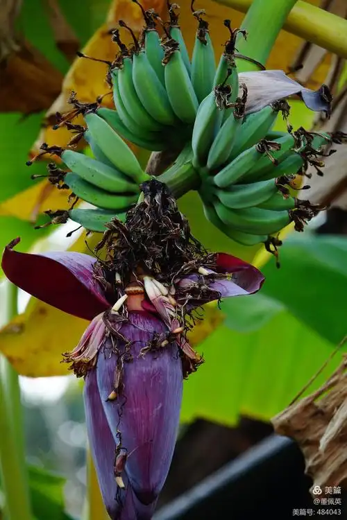 中科院西双版纳热带植物园,国家5a及景区.