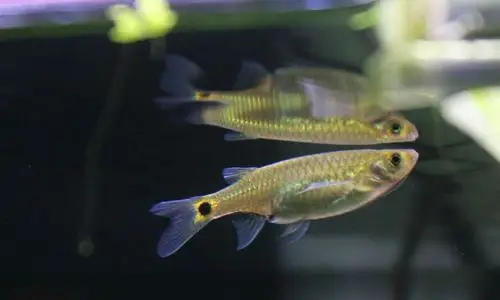 两个月龙须灯开始发威