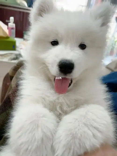 新买的萨摩耶耶狼版还是熊版