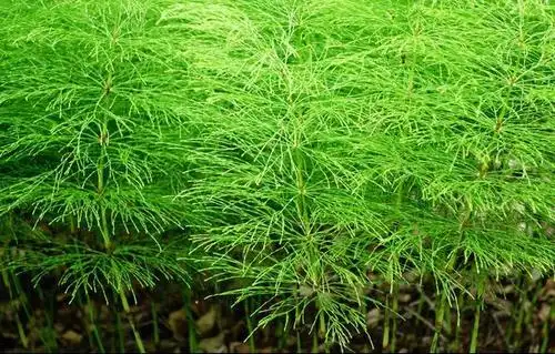 问荆提取物 节节草提取物 包邮