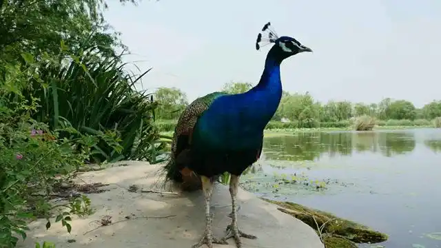 没有尾巴的孔雀也漂亮,主播带你来看看