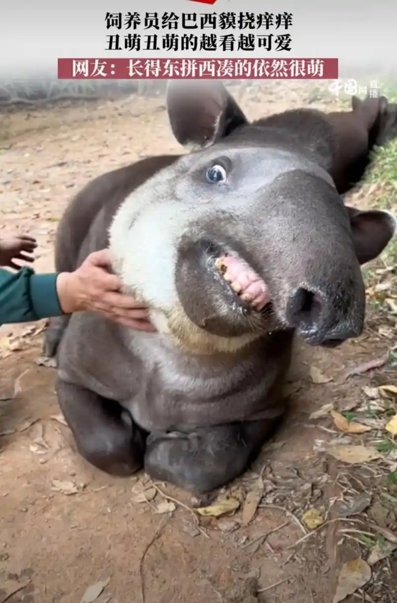 这个丑萌丑萌的动物叫巴西貘,在知道它叫啥之前我是不认识的 #趣图