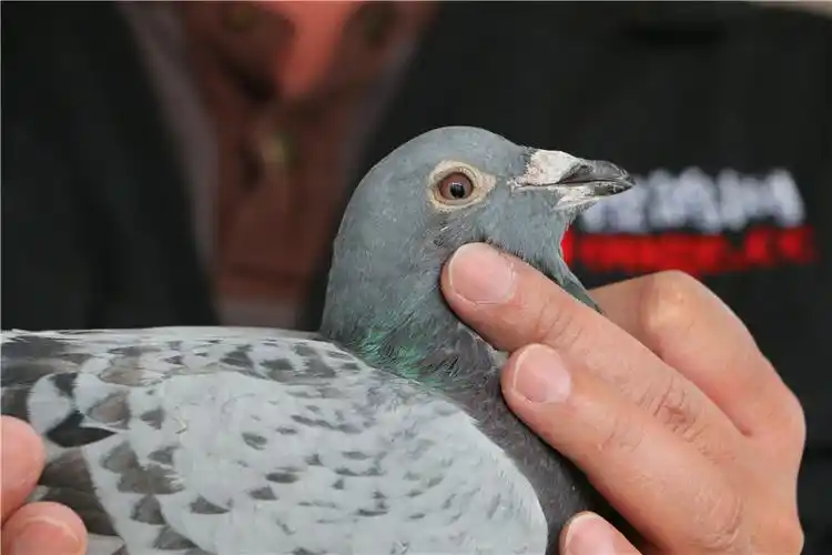 光宇公棚决赛3名,45名,团体亚军,四关鸽王8位 2015-10-0127770 雨 砂