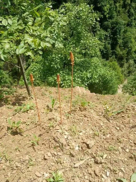 天麻种植条件和方法