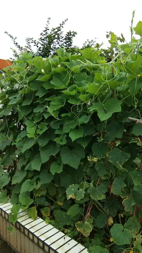 瓠瓜:苗架子长得好,一派生机.