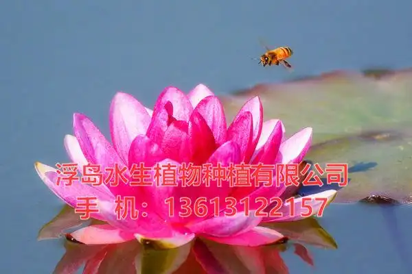 【供应/求购睡莲】_批发睡莲苗-浮岛水生植物基地