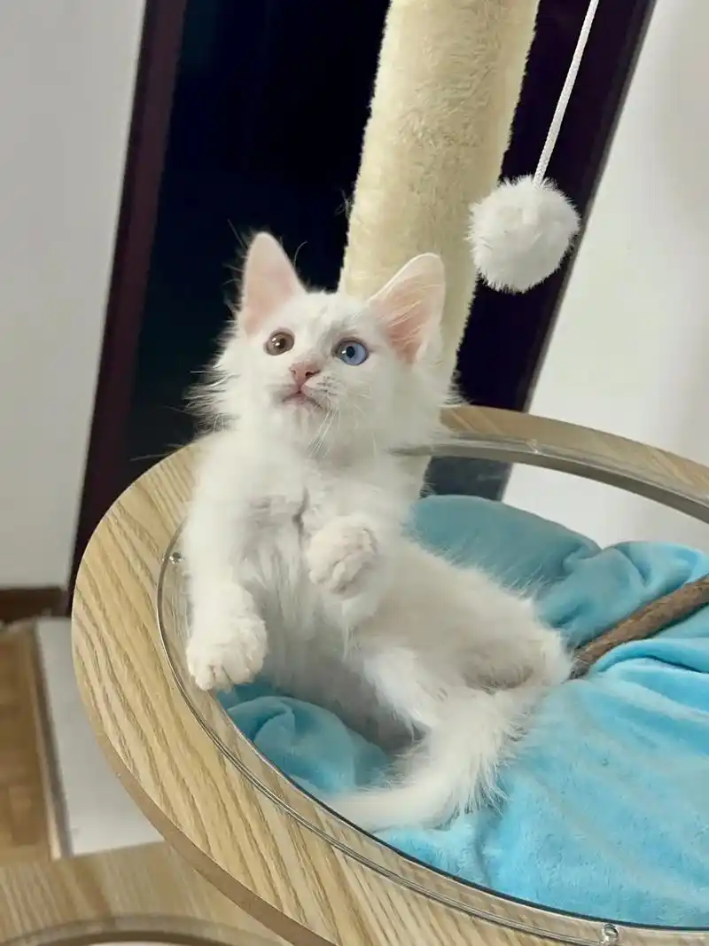 异瞳纯白高地 高配版狮子猫.是个小弟弟 2个月啦 进口疫苗  - 抖音