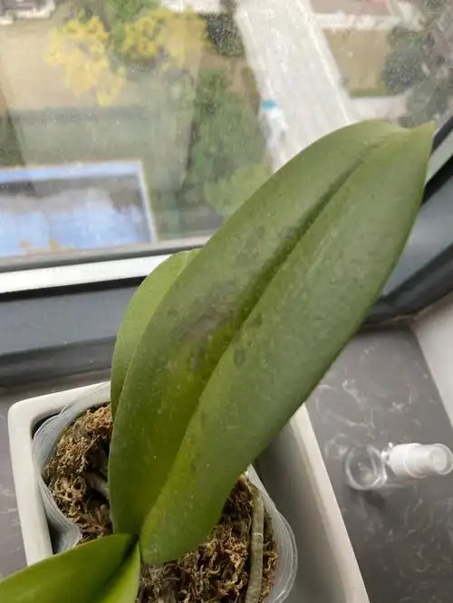 我的蝴蝶兰虫害了还是长菌了