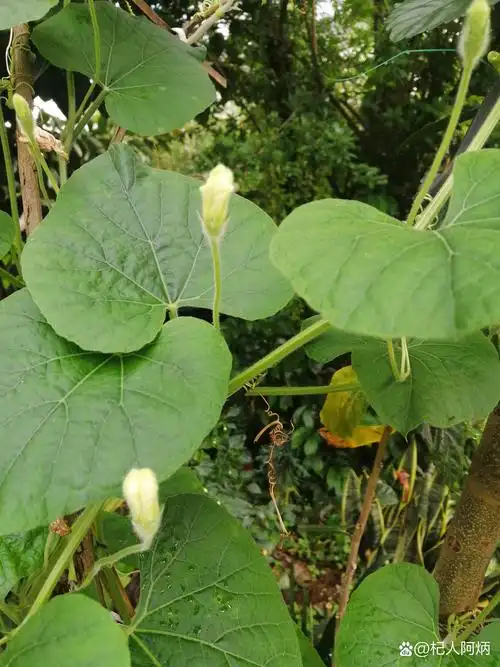 为止已经开过十多朵花啦,可一直开的都是雄花,我看了一下剩下的花骨朵