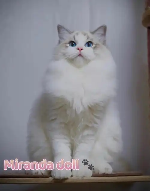 已售┃帅气的海山弟弟