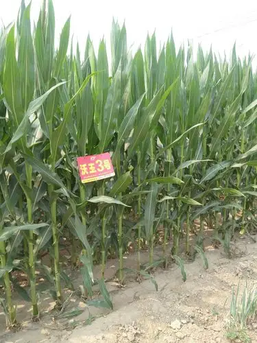 怕倒怕病想增产就就种沃玉3号玉米种