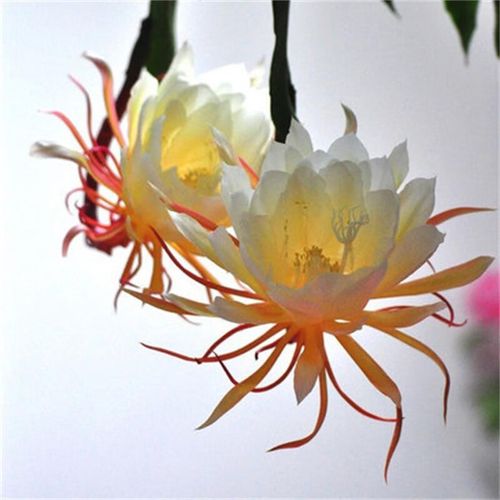 昙花苗花卉盆栽观花植物孔雀蓝室内 金灿15-20