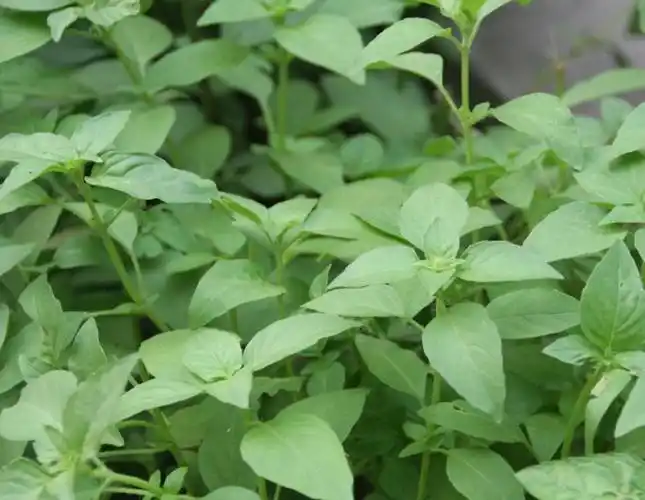 麝香菜词条图册_百度百科