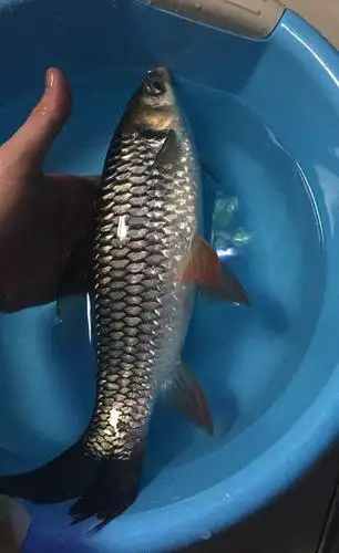 排水渠红眼鱼泛滥,长的像草鱼不好吃,有人说是军鱼