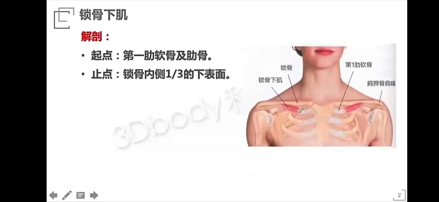锁骨下肌—锁骨下的"拦路虎" - 抖音