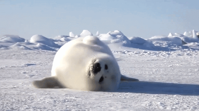 北极熊|海豹_网易订阅