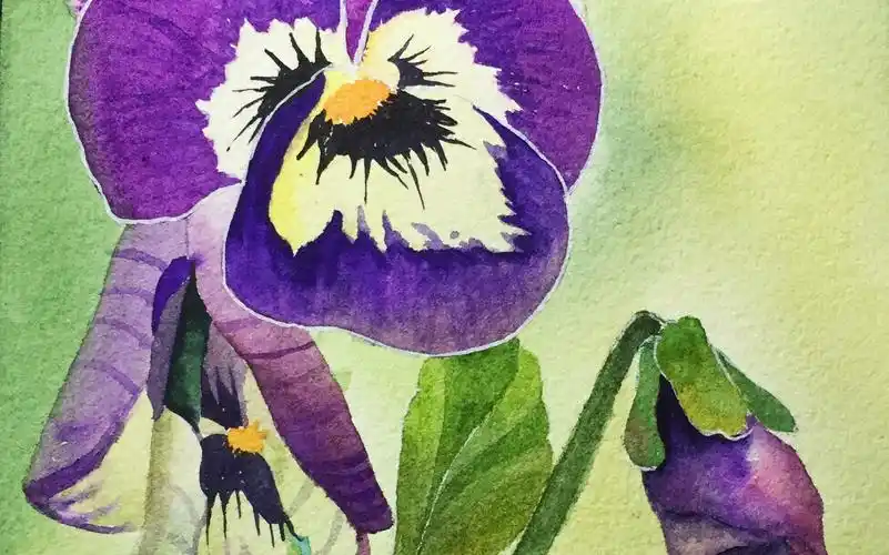 【水彩】用水彩画一张颜色浓郁的三色堇