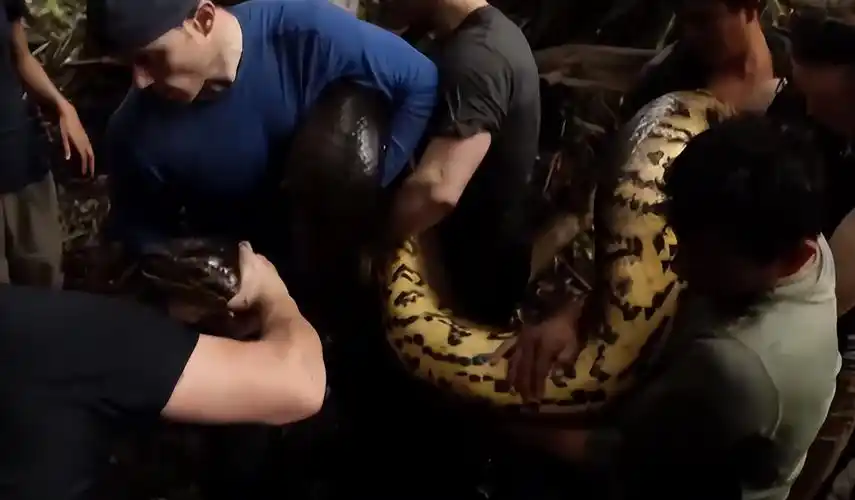 巨蟒吞人(梦到巨蟒吞人)