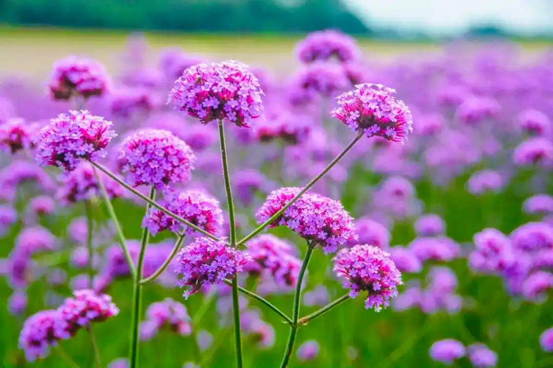 紫色马鞭草怒放南海近7万㎡花海浪漫上线
