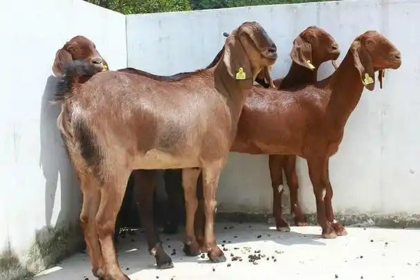 努比亚山羊有几种颜色哪种颜色的努比亚山羊最好本文讲解