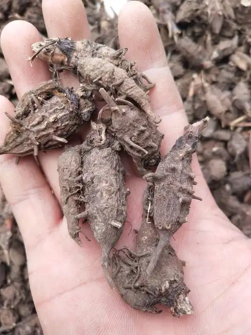 供应                  :草乌