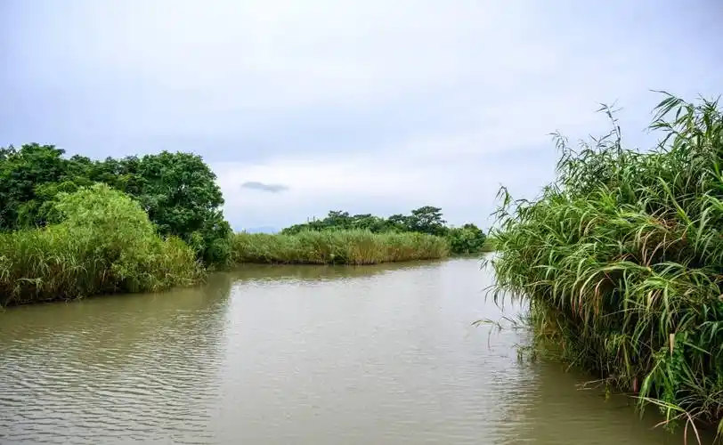德清下渚湖,一处原生态的天然湿地秘境,被誉为"中国最美湿地"_竹湖