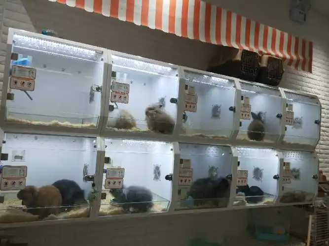 奎文万达广场火爆网红宠物店急转