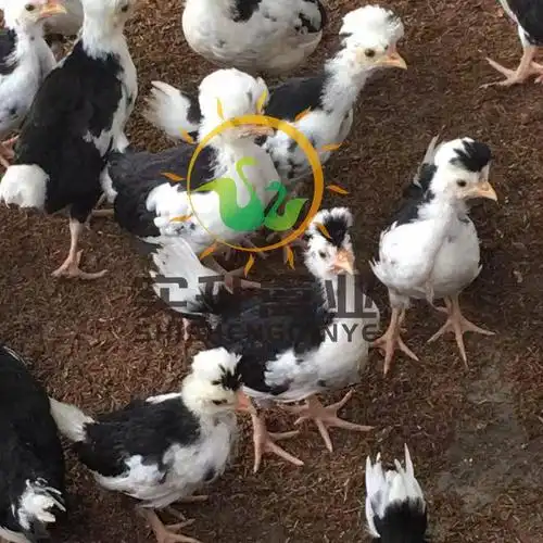 贵妃鸡苗 脱文贵妃鸡 观赏鸡苗 活体鸡苗