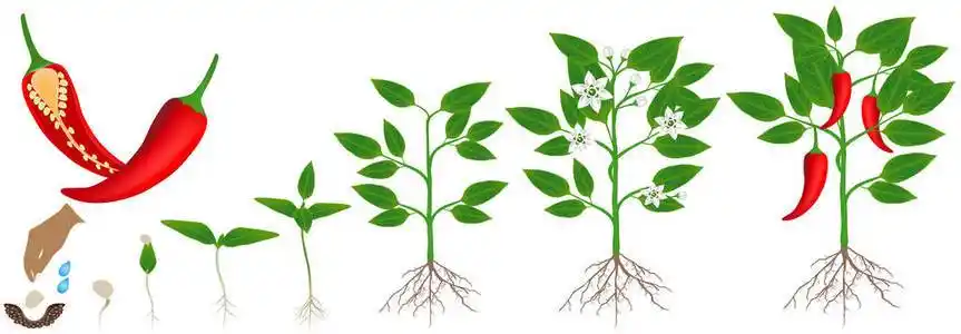 辣椒生长过程图片