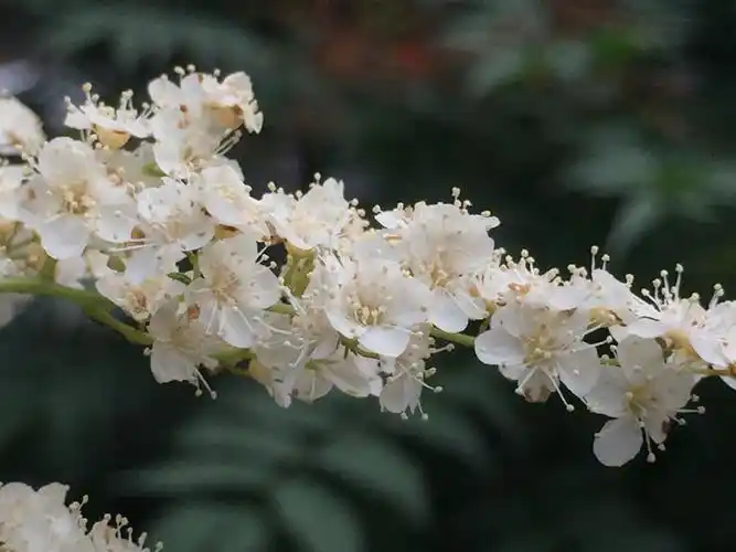 有谁知道北京这种夏天开的梅花叫什么名字?