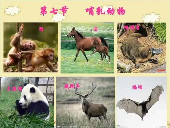 1.7《哺乳动物》课件4ppt
