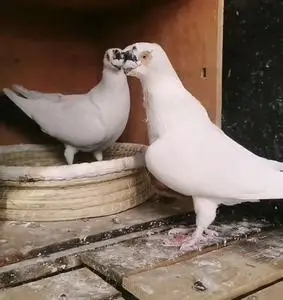 扬州点子鸽高飞