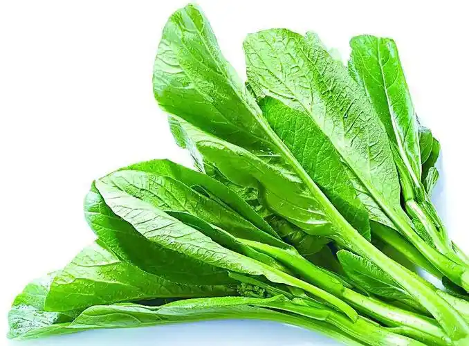 鑫茂原新鲜蔬菜新鲜菜心宁夏芥蓝学斗港菜直销批发