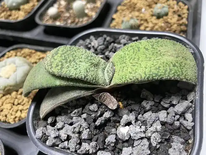 输入原始种,gasteria batesiana黑莺啭,景天科沙鱼掌属多肉植物#卧牛
